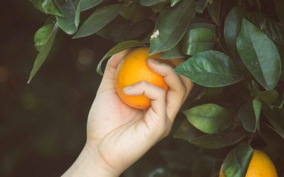 A Guide to Equity Harvesting