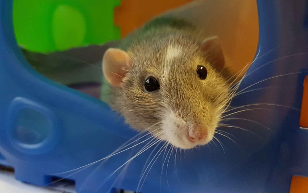 The 529 Plan: Your Pet Rat