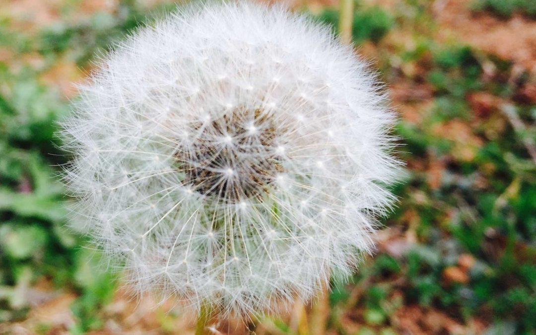 Weeding Out the Investment Weeds